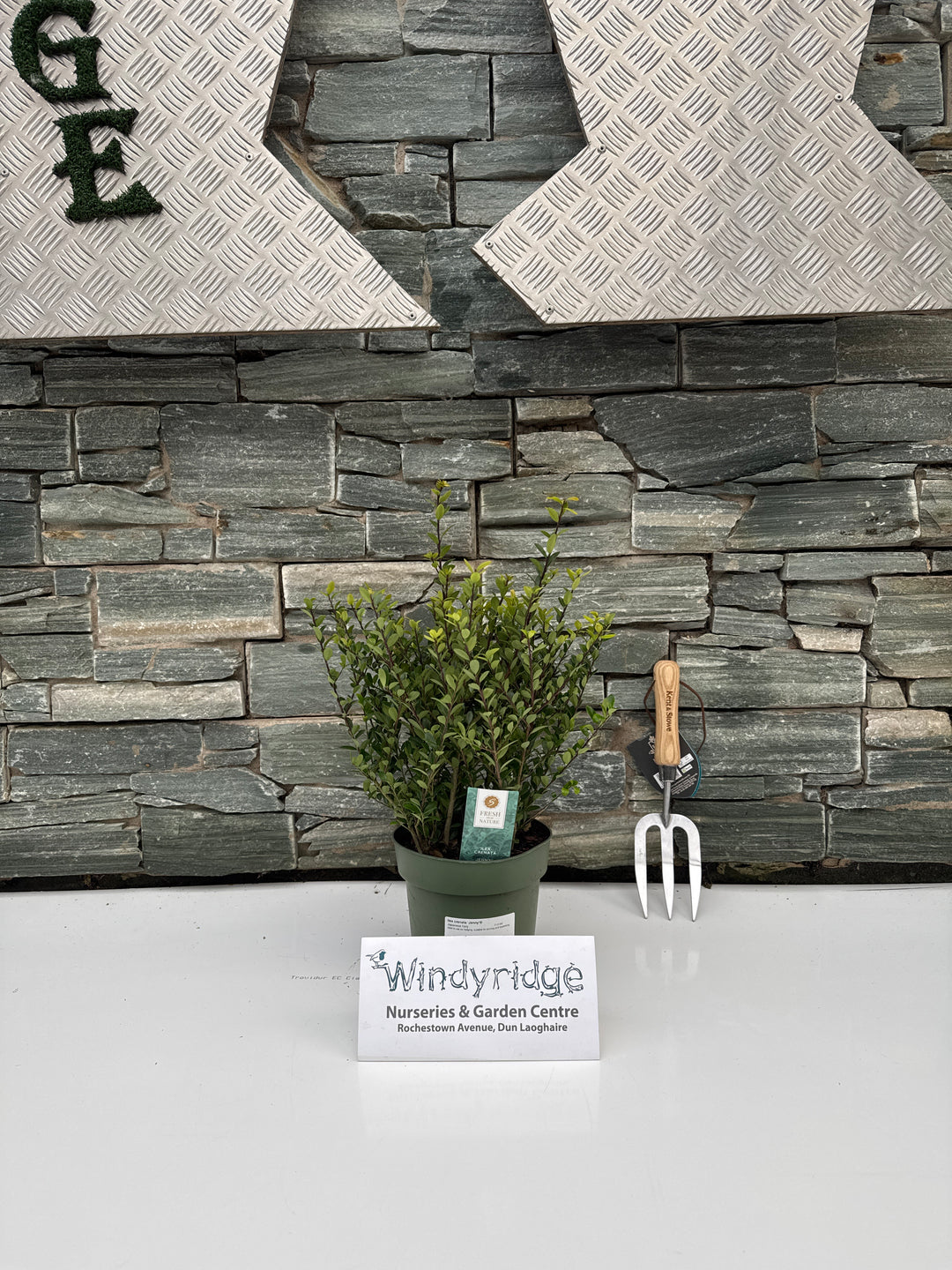 Ilex crenata Jenny  2 Ltr pot