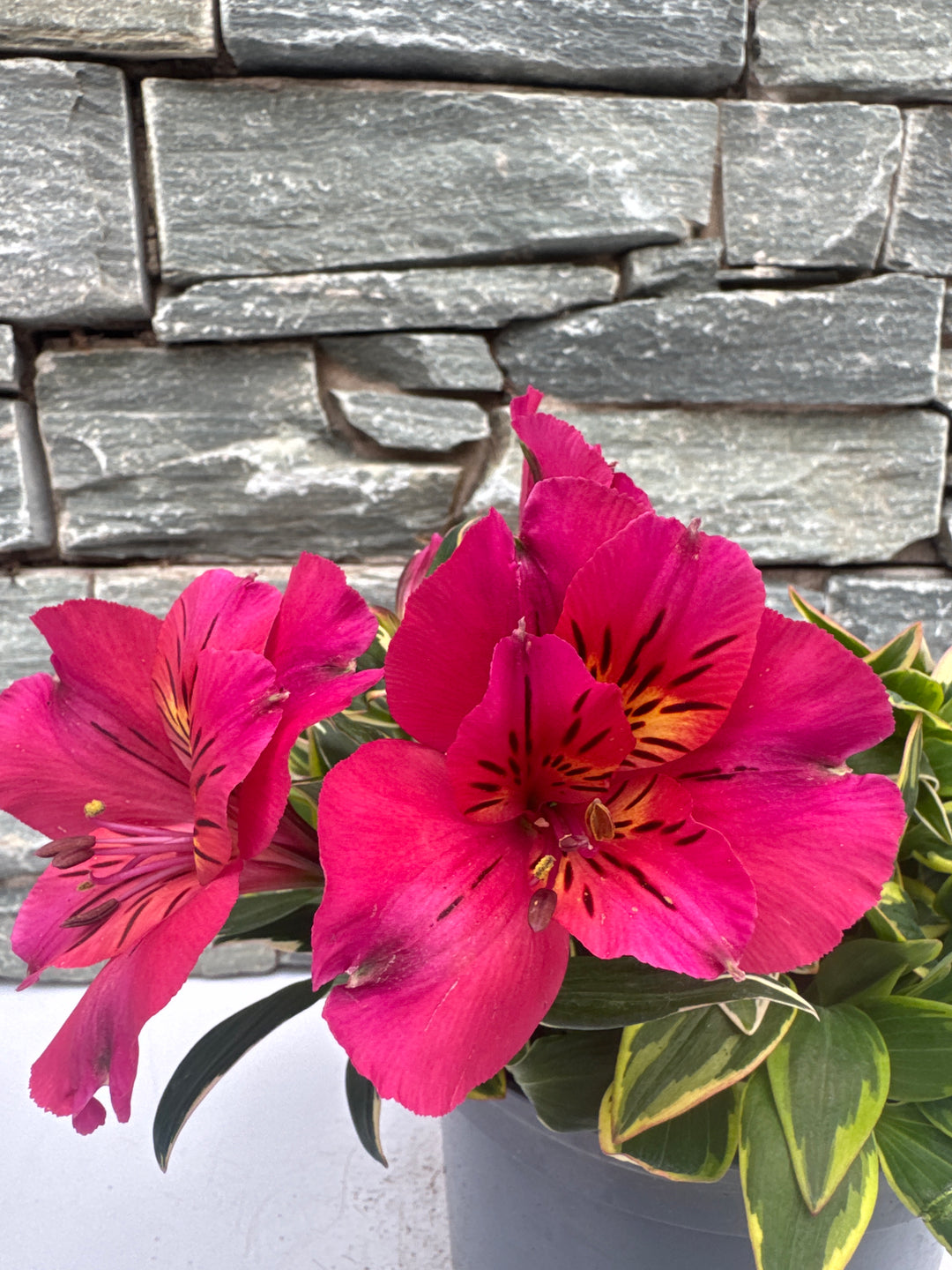 ALSTROEMERIA sp.  River Valley