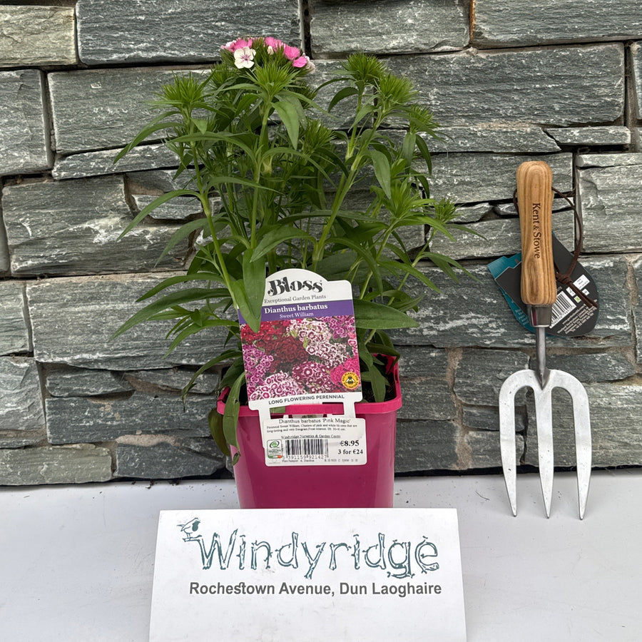 Dianthus Barbatus Pink Magic 2Ltr Pot - Herbaceous - Windyridge Garden Centre