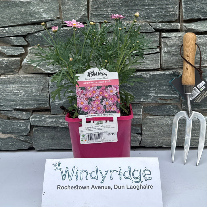 Argyranthemum LaRita Rose