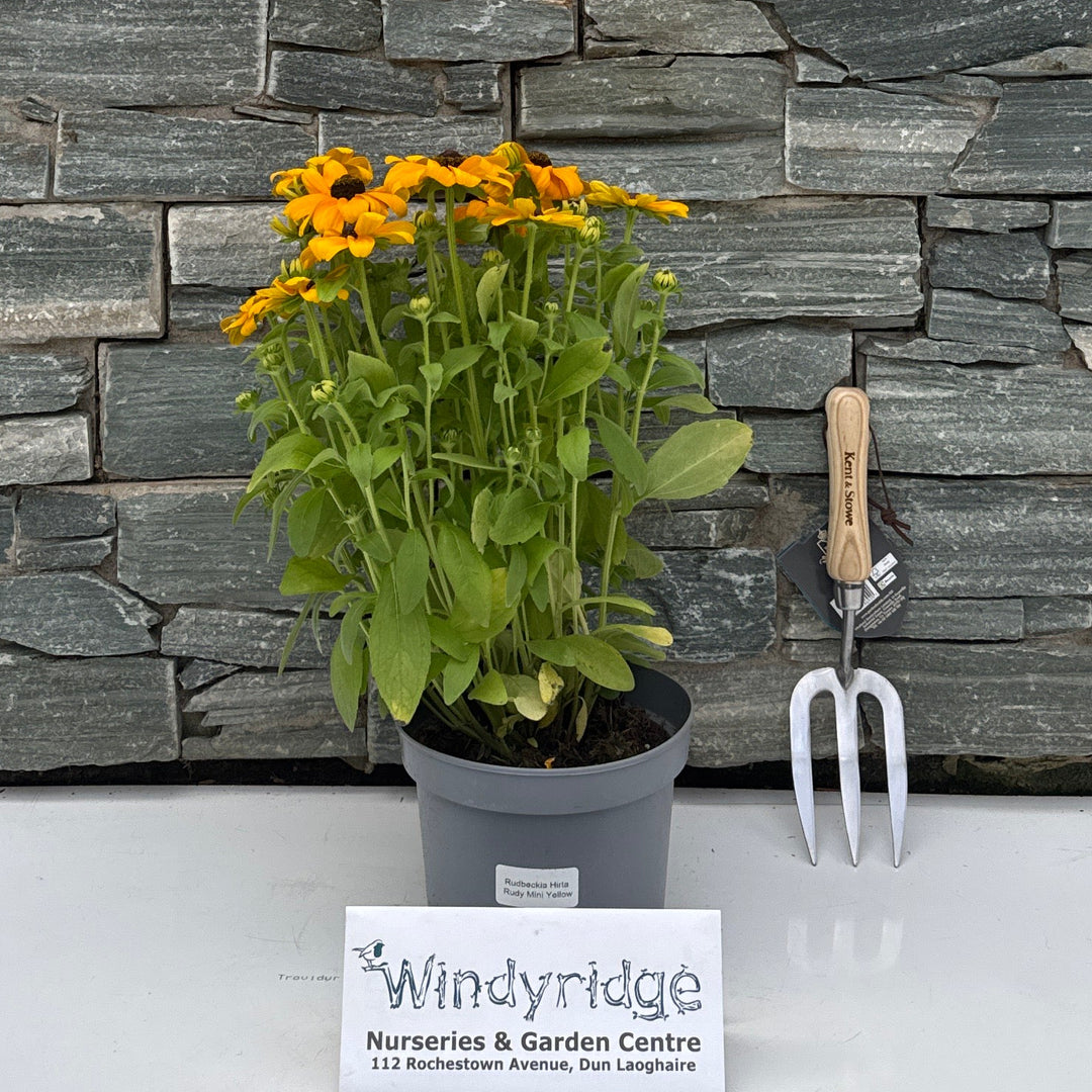 Rudbeckia Rudy Mini Yellow