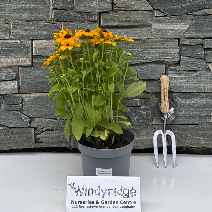 Rudbeckia Rudy Mini Yellow