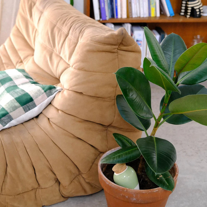 Olla Green