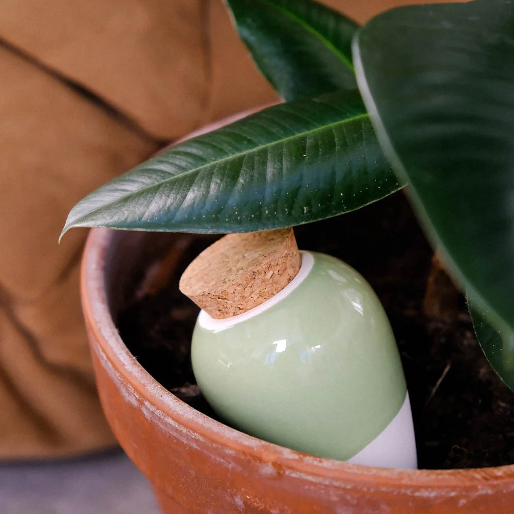 Olla Green