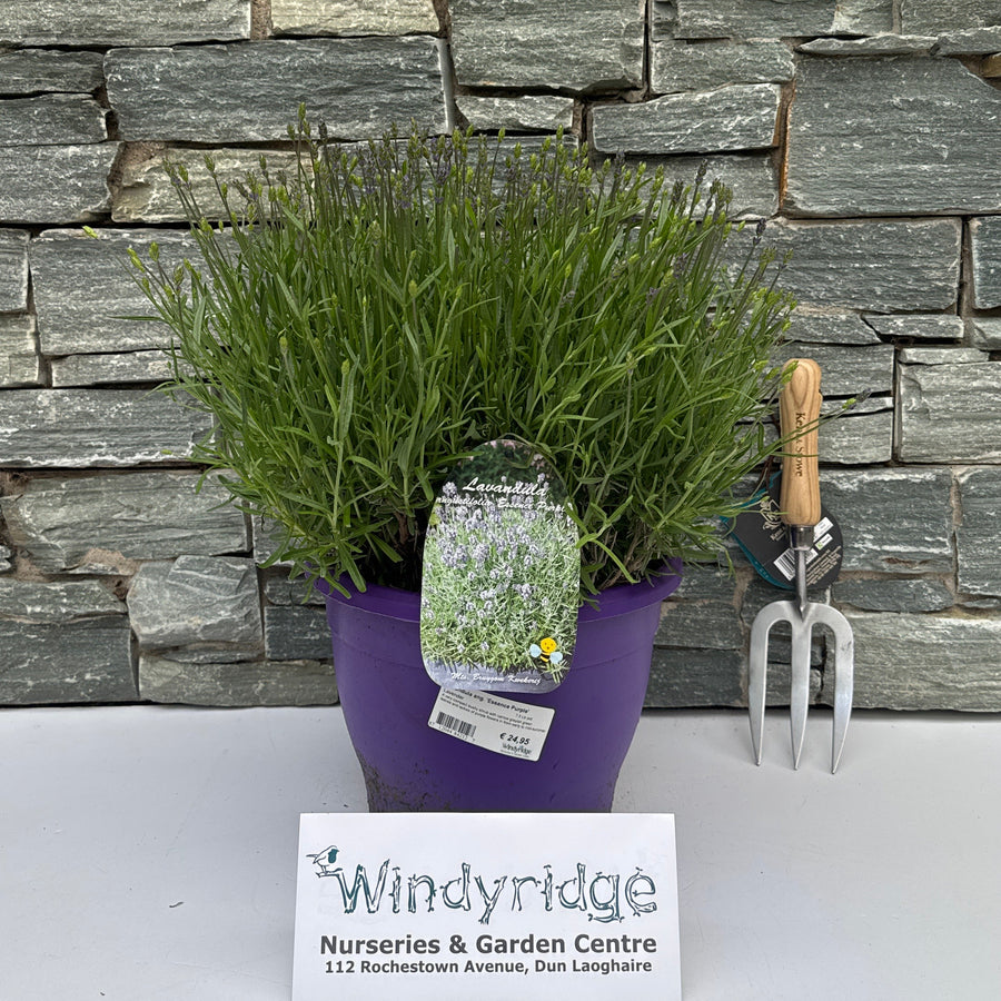Lavandula ang. 'Essence Purple' - Grow Your Own - Windyridge Garden Centre
