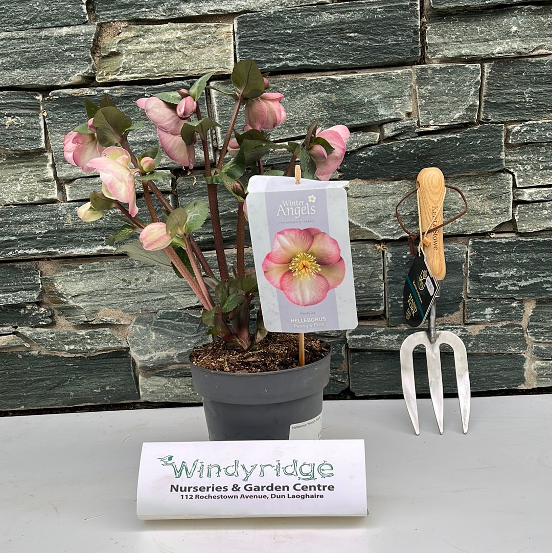 Helleborus Pennys Pink