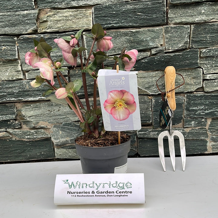 Helleborus Pennys Pink