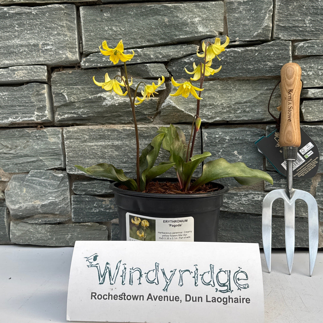 ERYTHRONIUM Pagoda