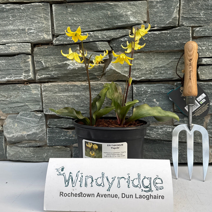 ERYTHRONIUM Pagoda