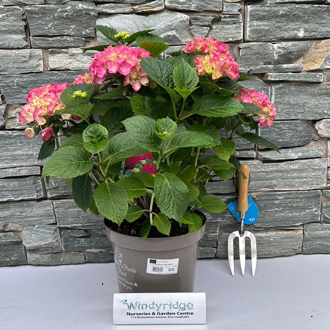 HYDRANGEA M. RED BARON 7.5ltr