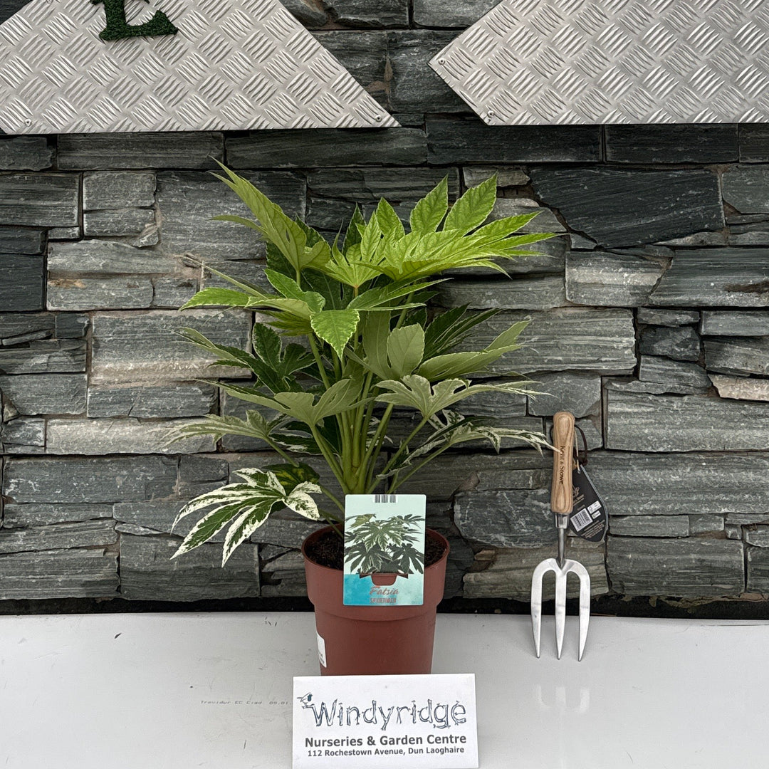 Fatsia japonica 'Spider's Web'
