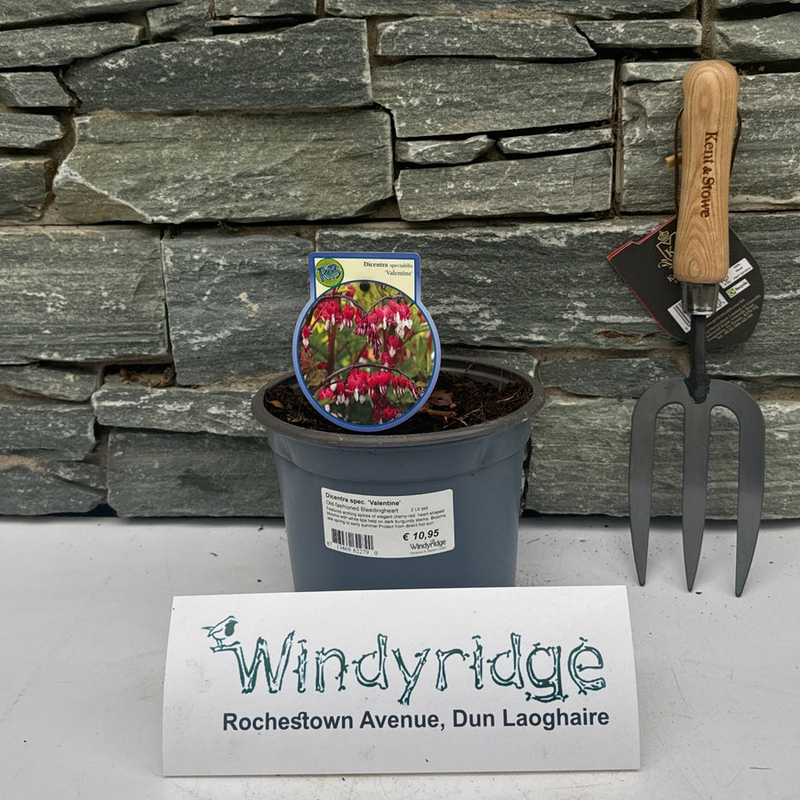 Dicentra Spec. Valentine - Herbaceous - Windyridge Garden Centre