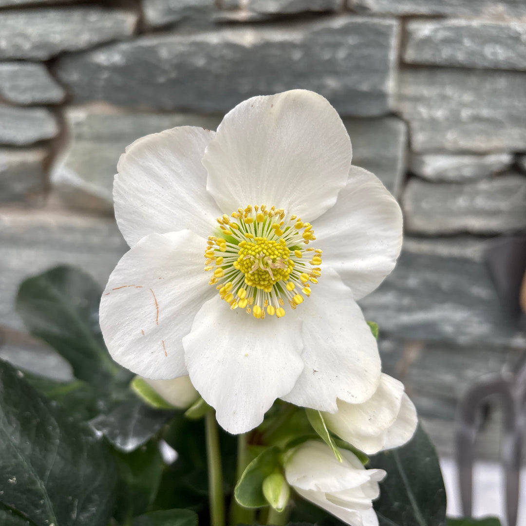 Helleborus Christmas Carol P12