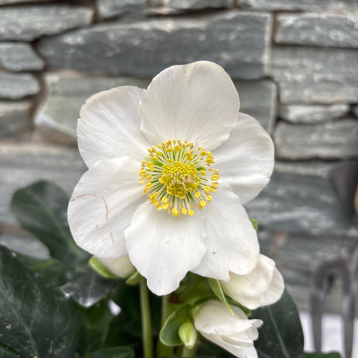 Helleborus Christmas Carol P12