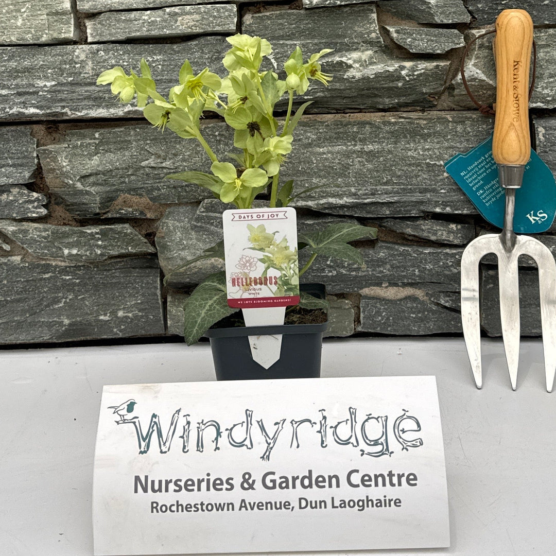 Helleborus liv. White Marble  P9