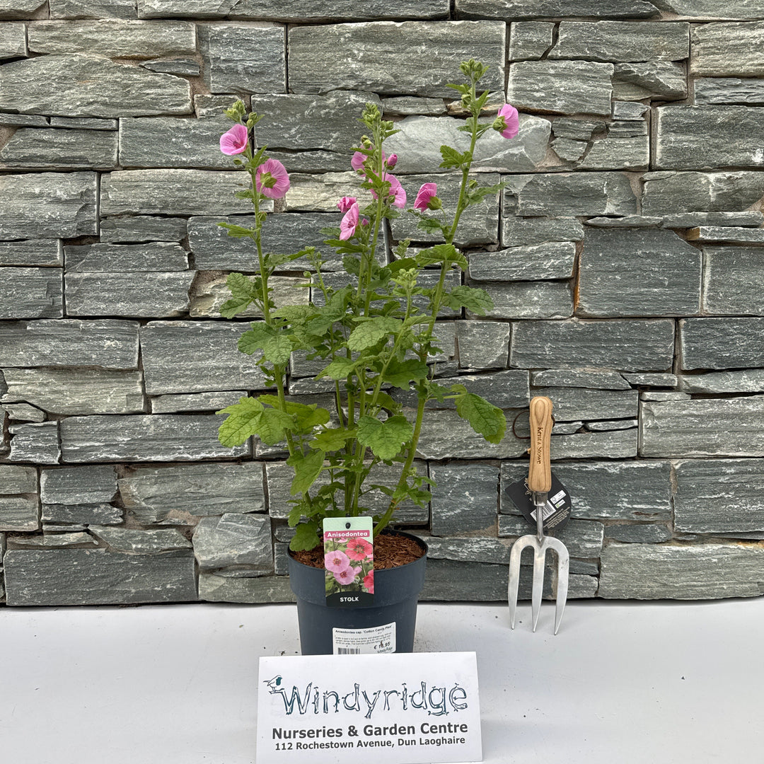 Anisodontea cap. 'Cotton Candy Pink'