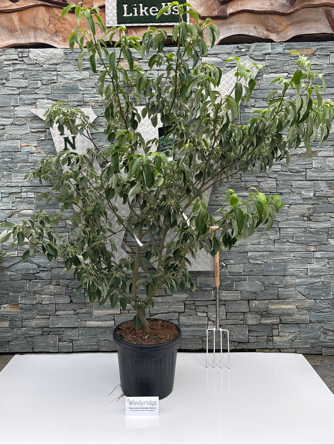 Cornus controversa Pagoda