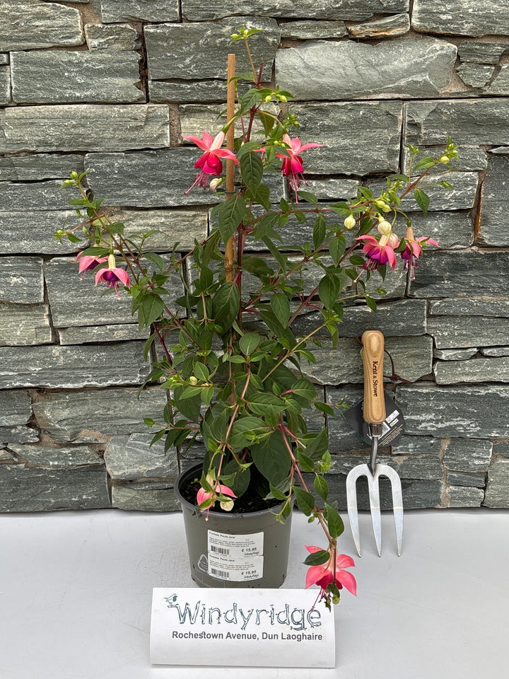 Fuchsia 'Paula Jane'  P17