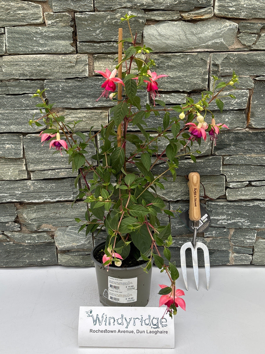 Fuchsia 'Paula Jane'  P17