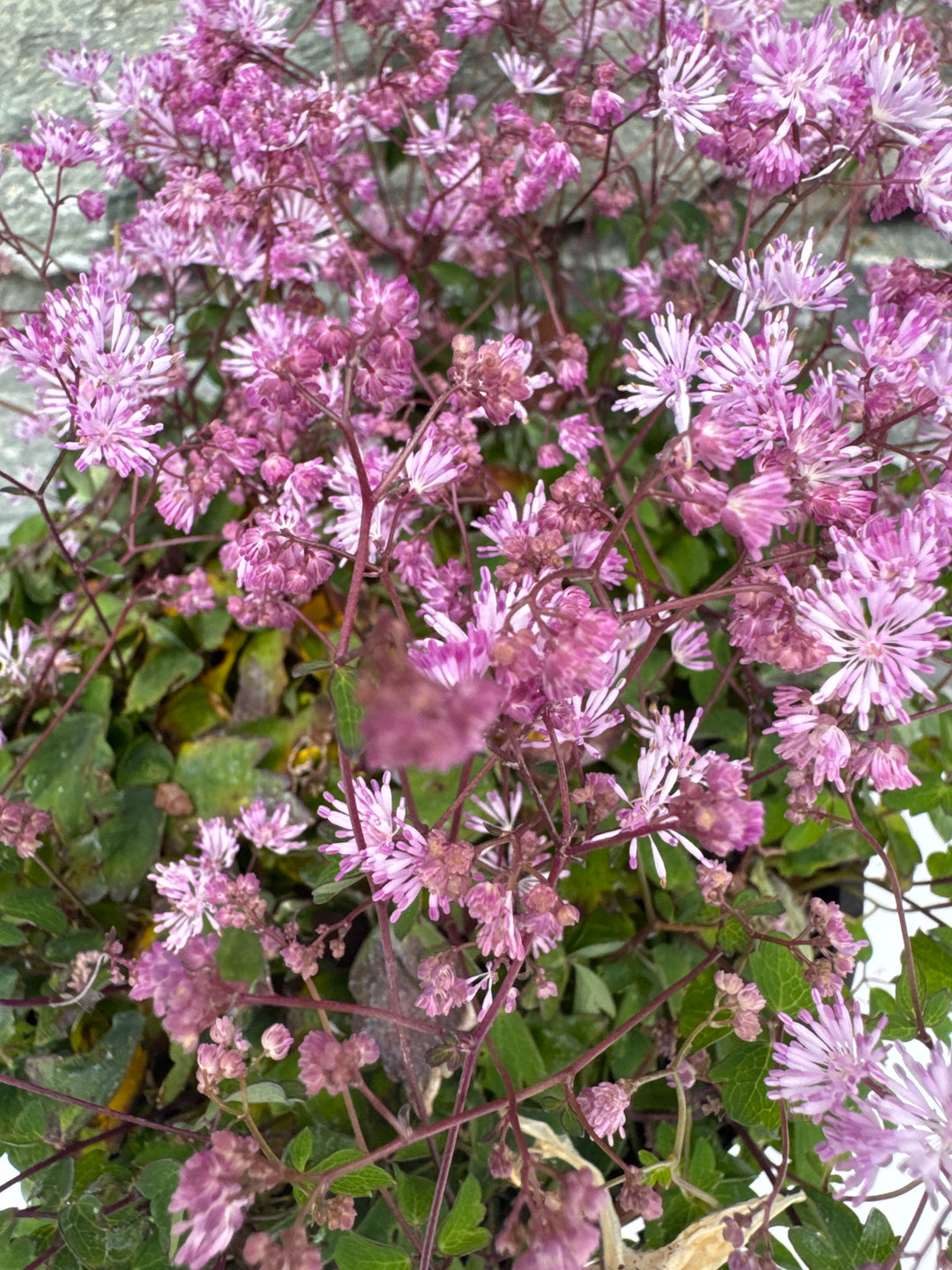 THALICTRUM kiusianum