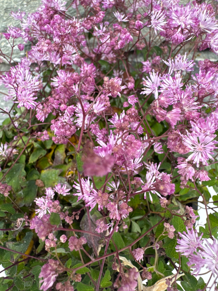 THALICTRUM kiusianum