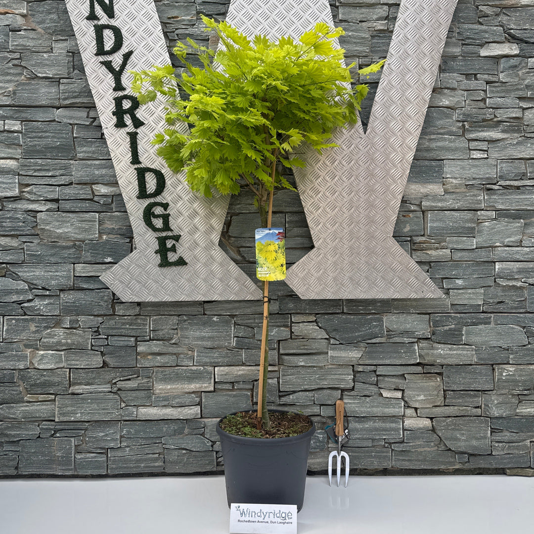 Acer shirasawanum Aureum