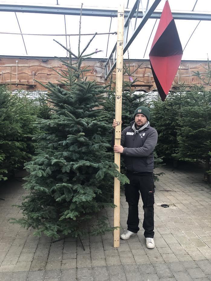 Real Christmas Tree Noblis Fir Purple 7.5ft-8.3ft (225-250cm)