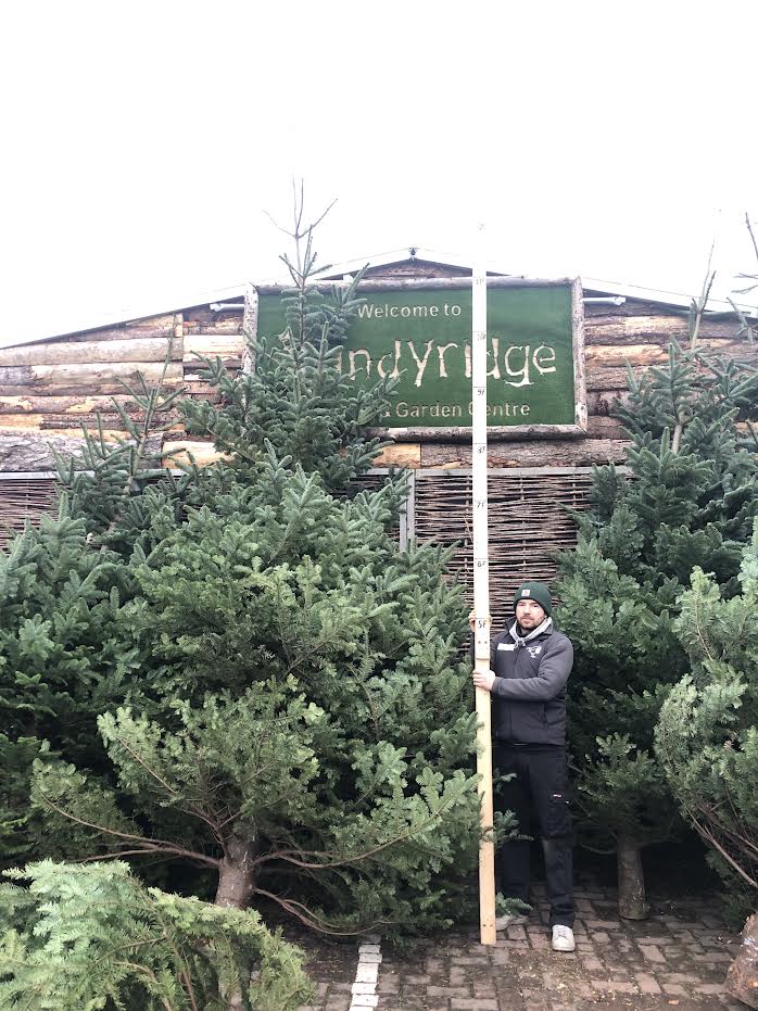 Christmas Tree Premium 14th-16th