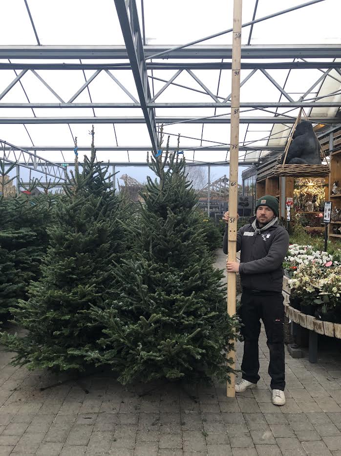 Christmas Tree Premium Fraser Red Label 6.7Ft-7.5Ft 200-250 - Christmas Trees - Windyridge Garden Centre