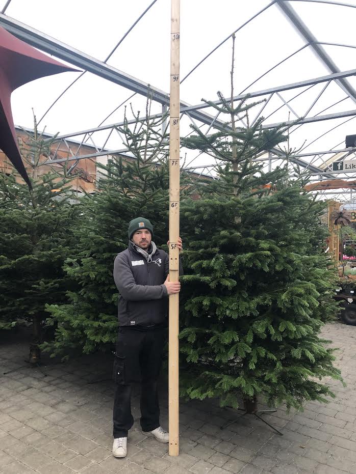 Real Christmas Tree Nordman Fir Orange Tag 8.3Ft-9.1Ft (250-300Cm) - Real Christmas Trees - Windyridge Garden Centre