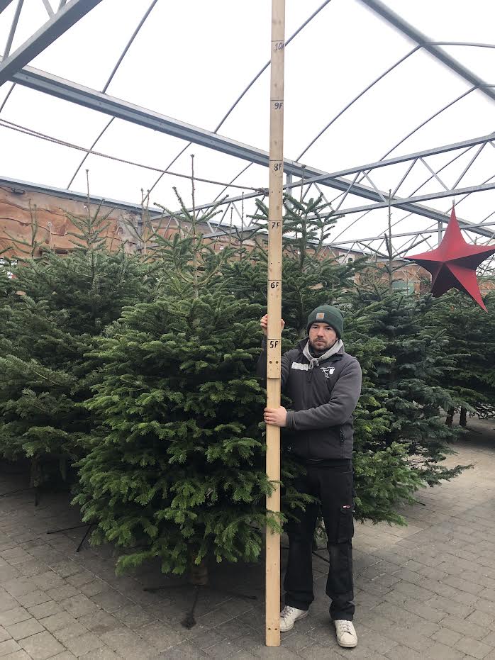 Real Christmas Tree Premium Nordman Fir Purple Tag 7.5ft-8.3ft (225-250cm)