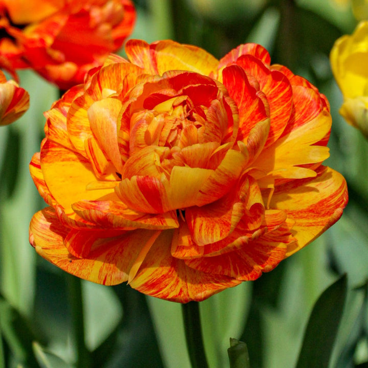 TULIPA SUN LOVER X 8