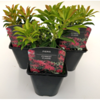 Pieris Forest Flame 1 Ltr - Bedding - Windyridge Garden Centre