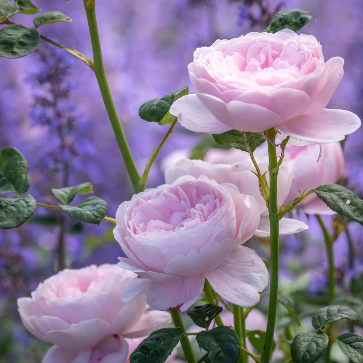 David-Austin-Rosa-Queen-of-Sweden-Flower-2