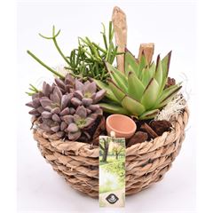 Arr.  Succulents L% 18cm