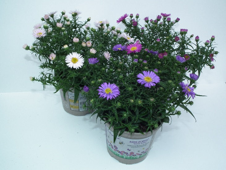 Aster dumosus mix  P12