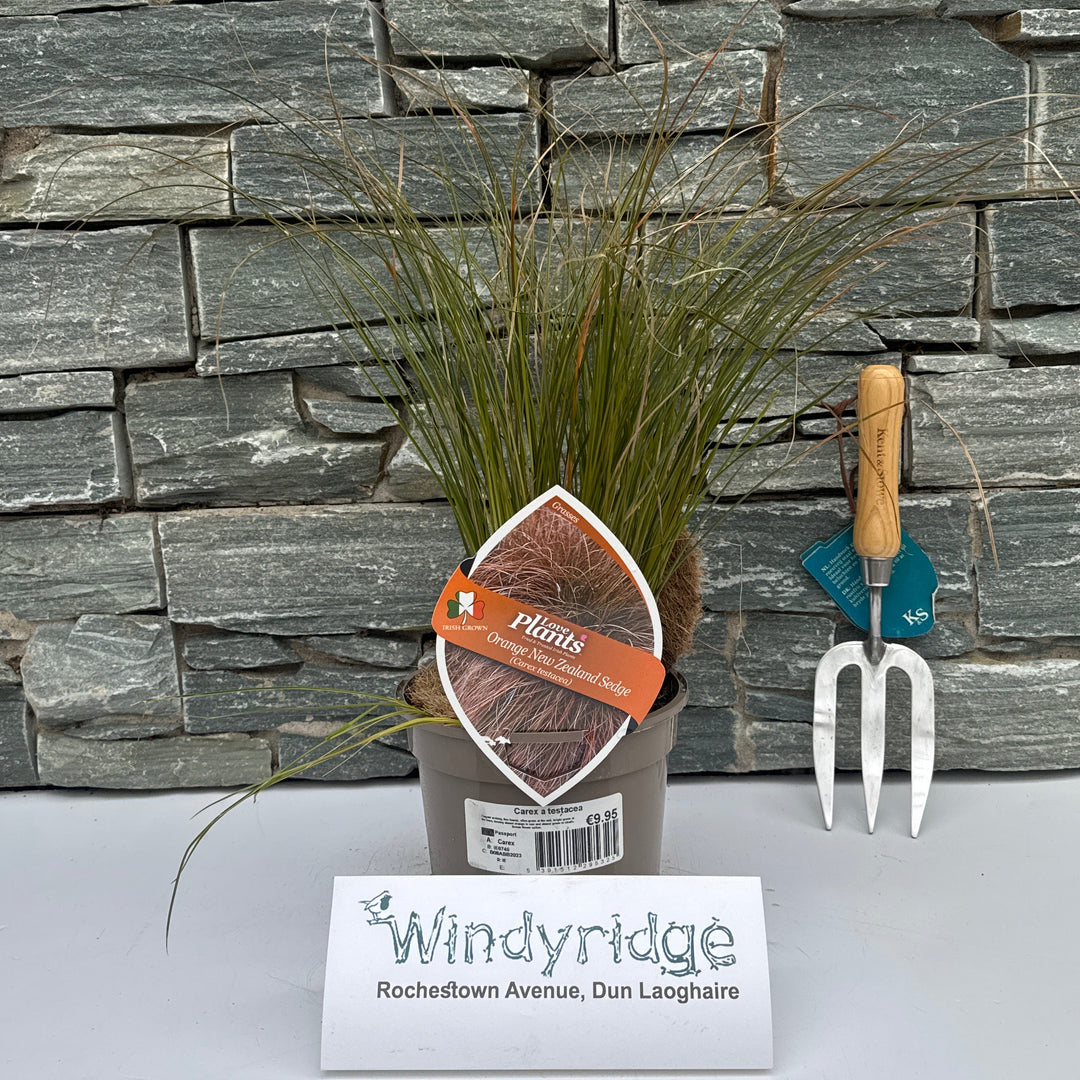 Carex Testacea - Herbaceous - Windyridge Garden Centre