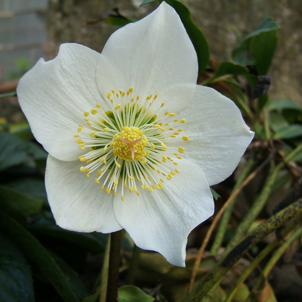 Helleborus Christmas Carol  P12  Grade L - Herbaceous - Windyridge Garden Centre