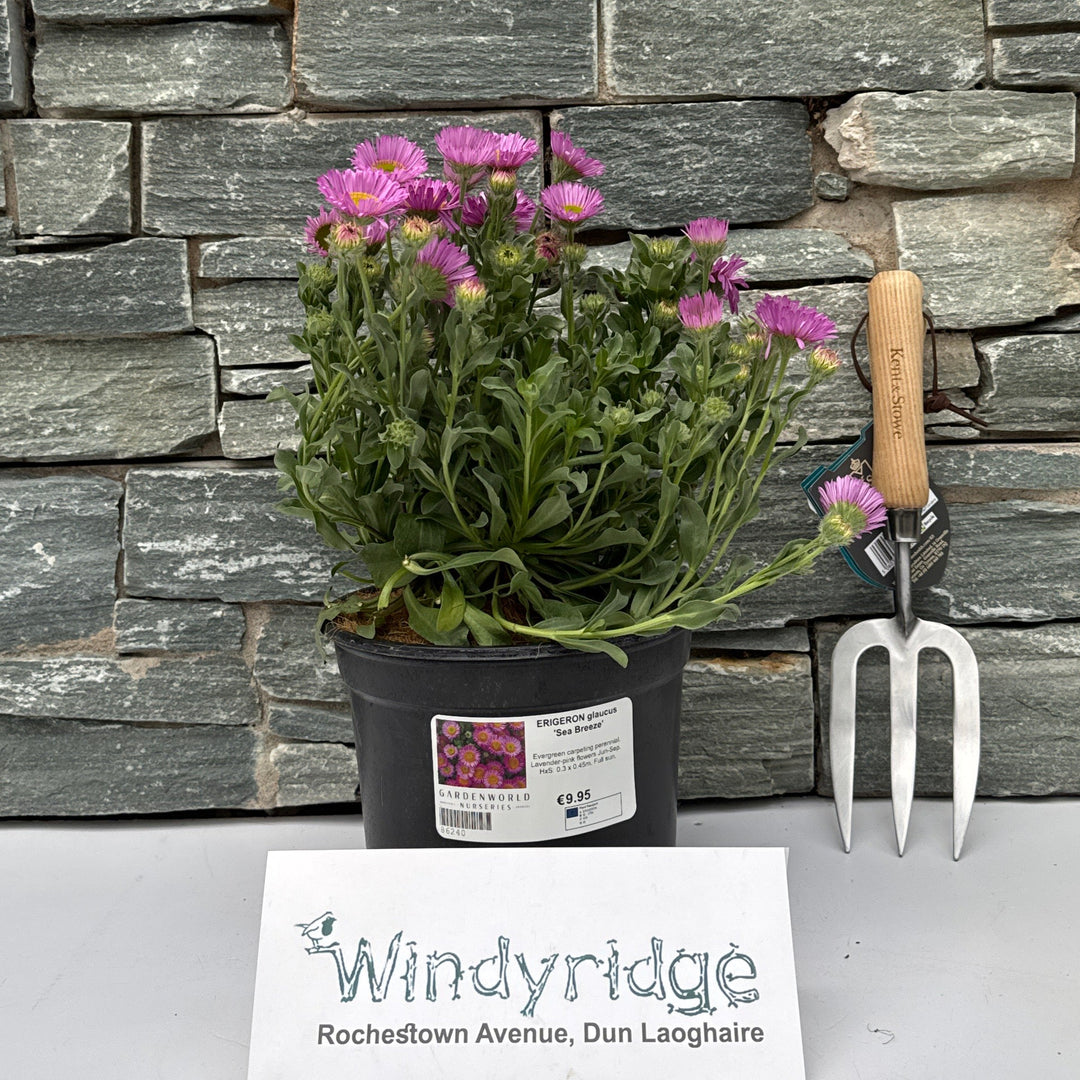 ERIGERON glaucus Sea Breeze