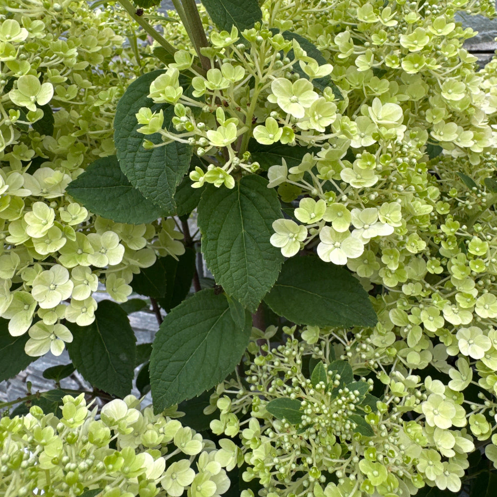 Hydrangea Pan. Skyfall 7.5Ltr Pot - Shrubs - Windyridge Garden Centre