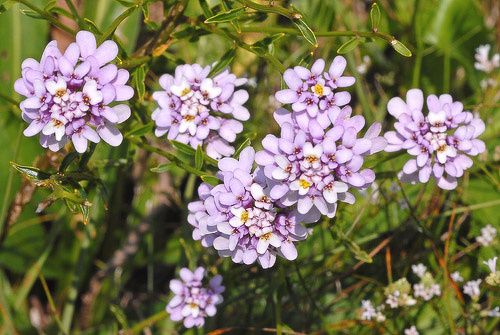 Iberis Mermaid Lavender - Herbaceous - Windyridge Garden Centre
