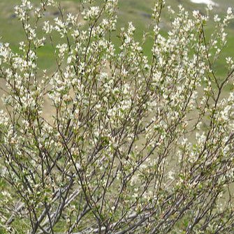 Amelanchier can. Rainbow Pillar