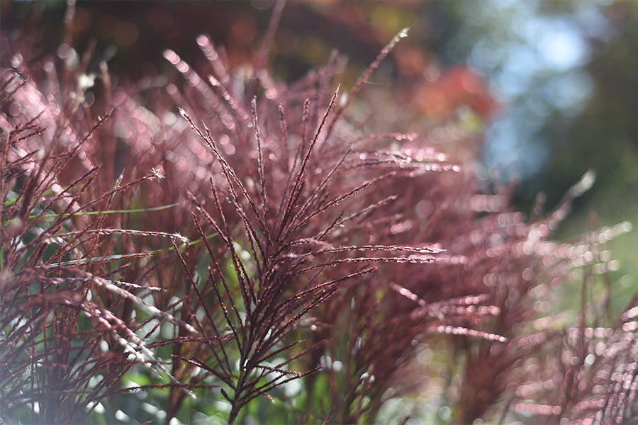Miscanthus sin. Red Chief