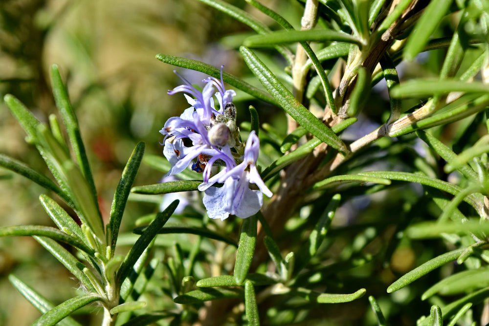 ROSEMARINUS-officinalis-Flower