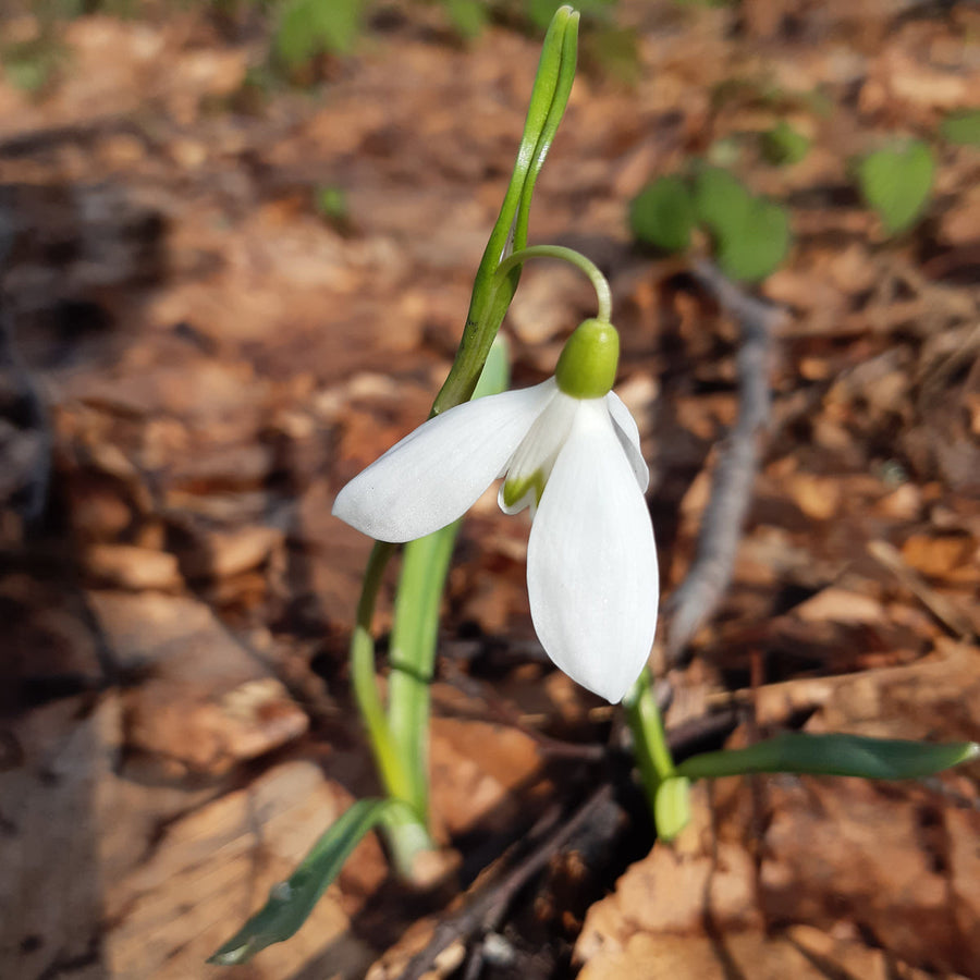 Galanthus nivalis (snowdrop) in flower