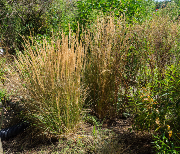 Calamagrostis acut. Overdam