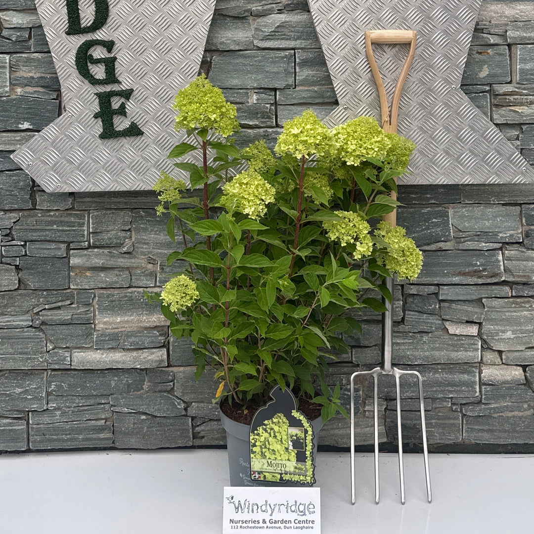 HYDRANGEA PAN. MOJITO