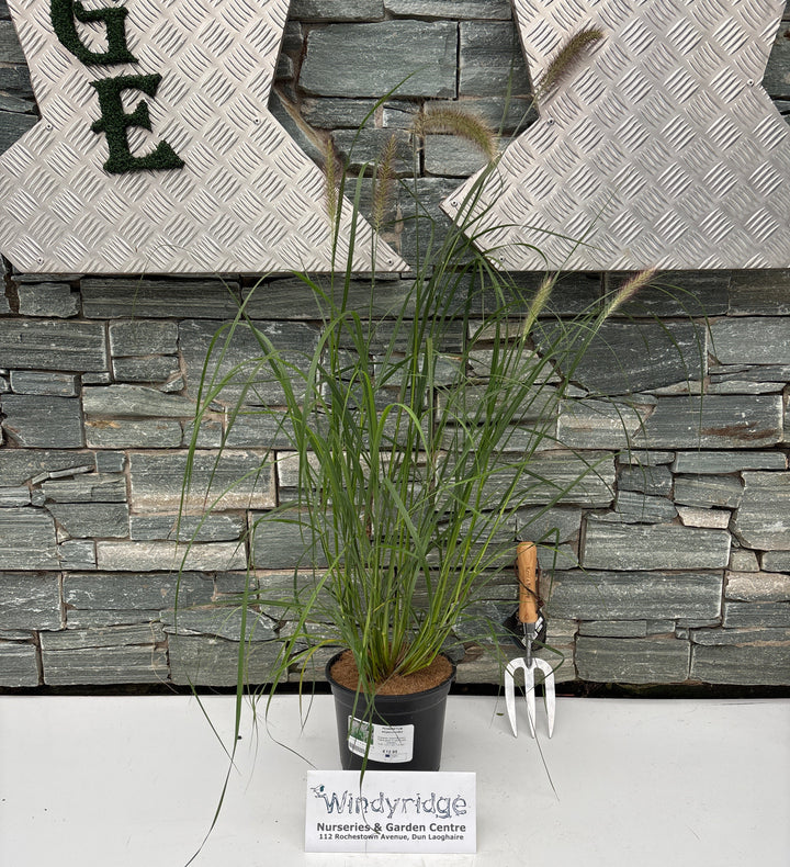 PENNISETUM alopecuroides 3L