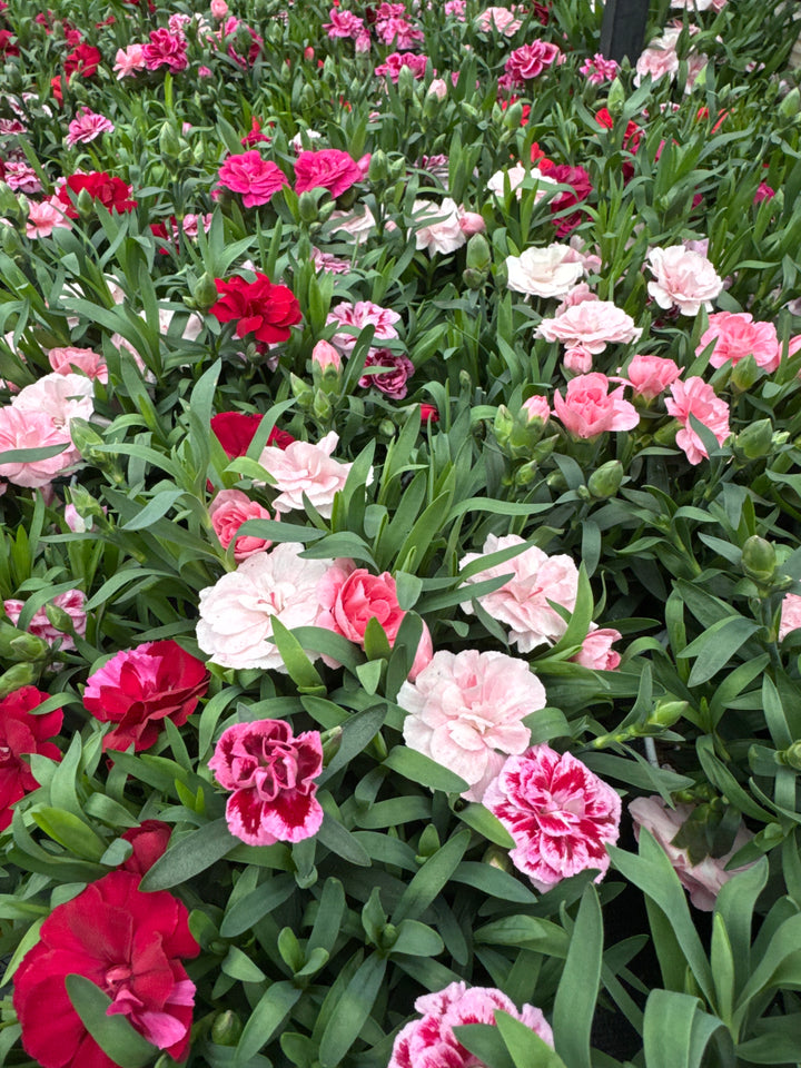 Carnation Dianthus Oscar Trio (15cm Pot)