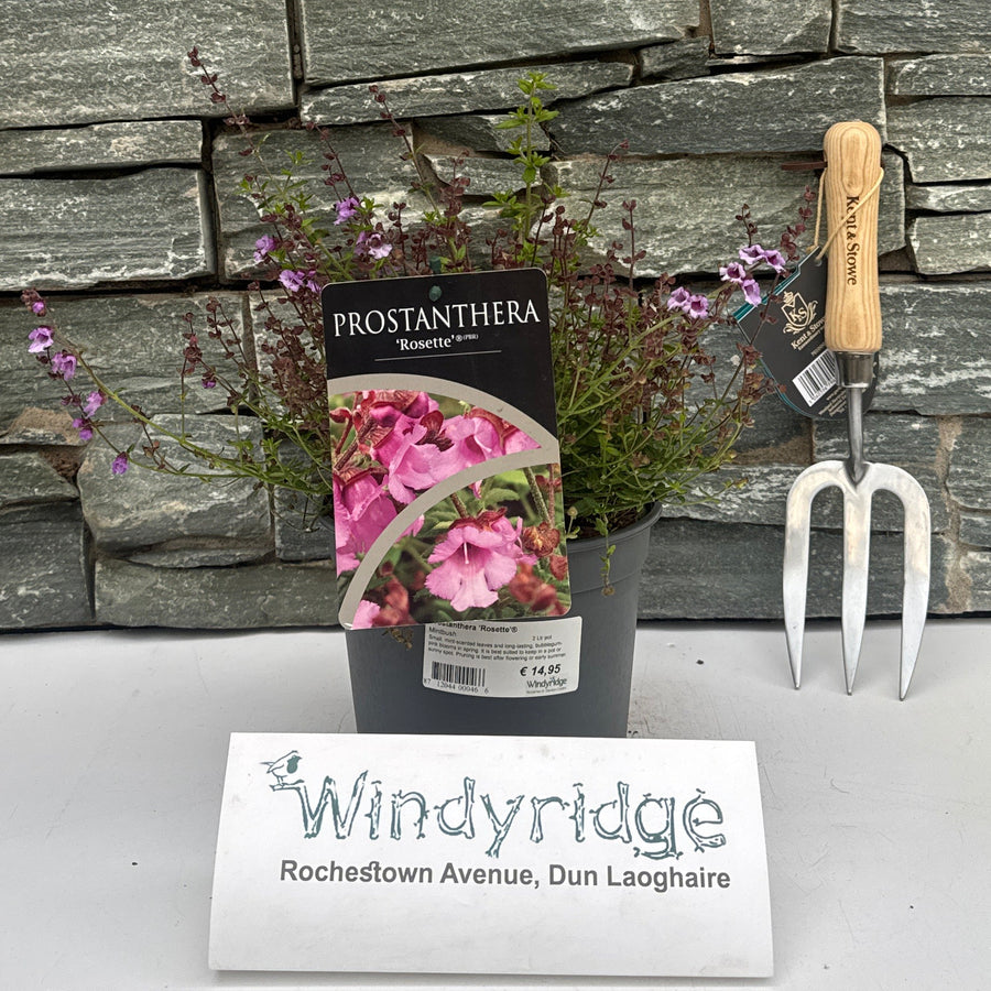 Prostanthera 'Rosette' 2 Ltr Pot - Shrubs - Windyridge Garden Centre